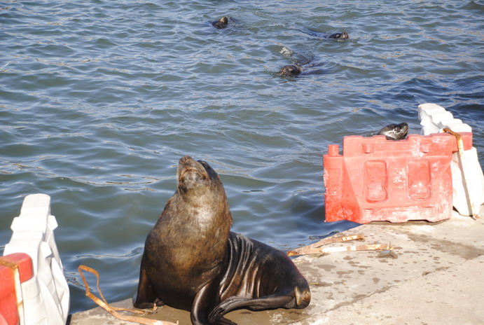 Preocupa la aparición en Mar del Plata y Necochea de lobos marinos