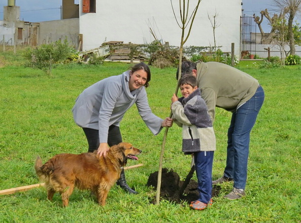 Plantacion de arboles 2