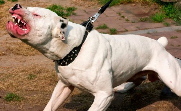 perro1